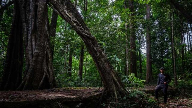 BRIN-Konservasi-Hutan-Meratus-Harus-Libatkan-Adat-Dayak