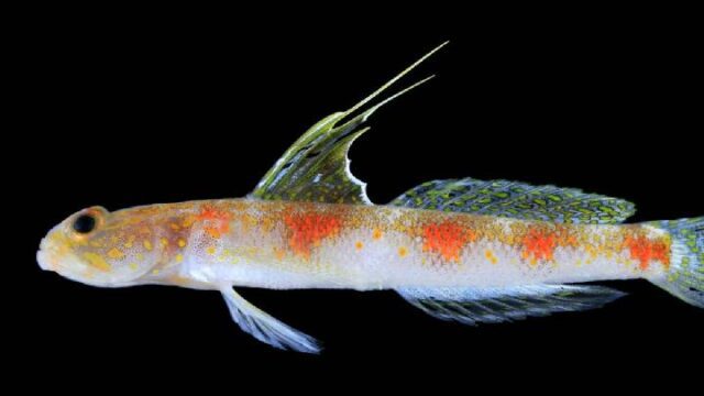 BRIN-Temukan-Ikan-Gobi-Udang-Baru-di-Perairan-Banyuwangi