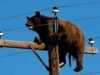 Beruang Hitam Tewas Setelah Sentuh Kabel Listrik saat Terjebak di Tiang