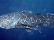 Deteksi Ikan Purba Coelacanth di Perairan Indonesia Pakai Teknologi eDNA