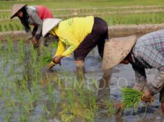El Nino Menguat, BMKG Peringatkan Musim Kering Meluas
