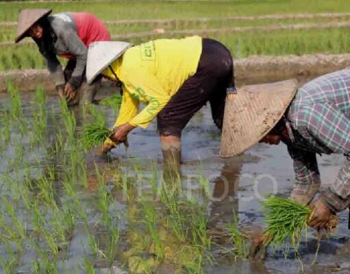 El Nino Menguat, BMKG Peringatkan Musim Kering Meluas