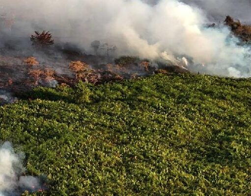 Gambut Jadi Mesin Uap Alami Pemicu Hujan di Tropis