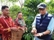 Gubernur Lampung Dorong PHC Percepat Panen Kopi Jadi 1,5 Tahun