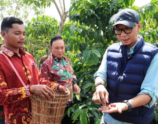 Gubernur Lampung Dorong PHC Percepat Panen Kopi Jadi 1,5 Tahun