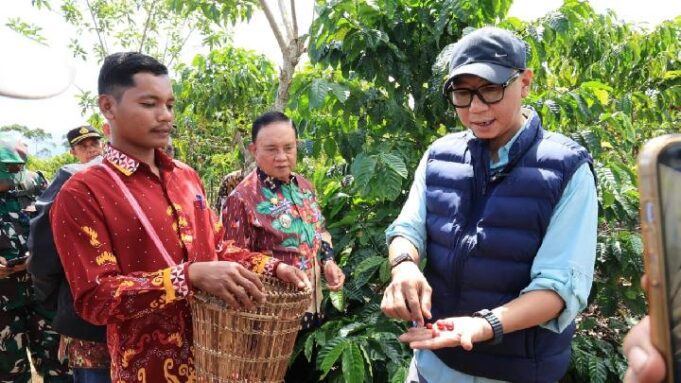 Gubernur Lampung Dorong PHC Percepat Panen Kopi Jadi 1,5 Tahun
