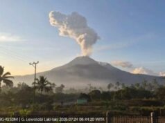 Gunung Lewotobi Laki-Laki Erupsi, Abu Vulkanik Mencapai 1.600 Meter