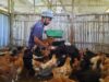 Kuli Farm Sulap Sampah Organik Jadi Pakan Unggas, Solusi Ramah Lingkungan dan Ekonomis