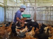 Kuli Farm Sulap Sampah Organik Jadi Pakan Unggas, Solusi Ramah Lingkungan dan Ekonomis