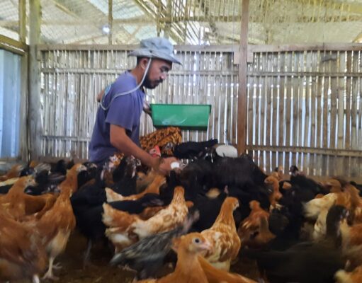 Kuli Farm Sulap Sampah Organik Jadi Pakan Unggas, Solusi Ramah Lingkungan dan Ekonomis