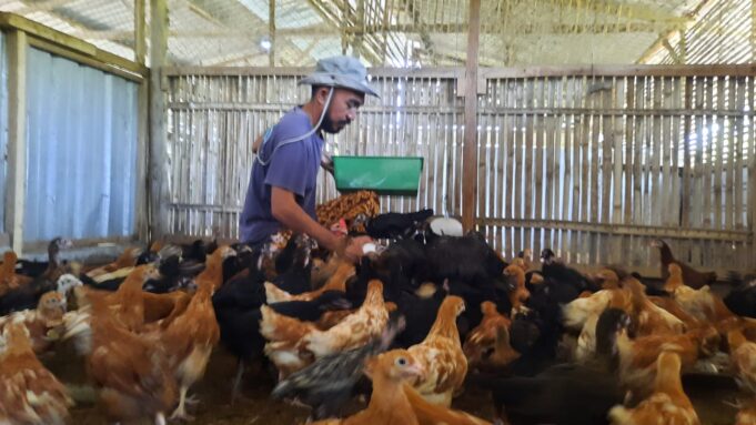 Kuli Farm Sulap Sampah Organik Jadi Pakan Unggas, Solusi Ramah Lingkungan dan Ekonomis