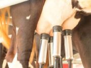 Ilmuwan Sukses Produksi Protein Susu Sapi dari Biji Tanaman