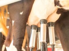 Ilmuwan Sukses Produksi Protein Susu Sapi dari Biji Tanaman