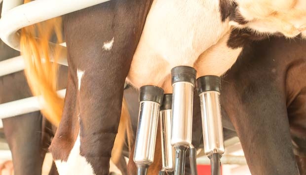 Ilmuwan-Sukses-Produksi-Protein-Susu-Sapi-dari-Biji-Tanaman