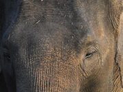 Inpres 8/2026 Lahirkan Kolaborasi Nasional Konservasi Gajah