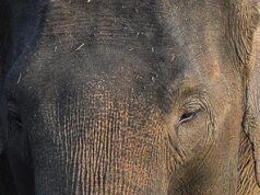 Inpres 8/2026 Lahirkan Kolaborasi Nasional Konservasi Gajah