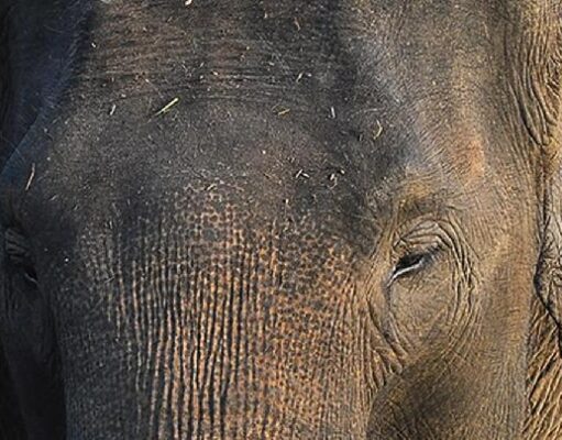 Inpres 8/2026 Lahirkan Kolaborasi Nasional Konservasi Gajah