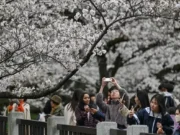 Jepang Naikkan Pajak Turis Asing Tiga Kali Lipat, Visa Juga Melonjak