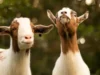 Kambing Goldie Jadi Saksi Tenang di Tengah Kebakaran Colorado