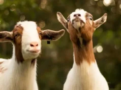 Kambing Goldie Jadi Saksi Tenang di Tengah Kebakaran Colorado