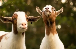 Kambing Goldie Jadi Saksi Tenang di Tengah Kebakaran Colorado