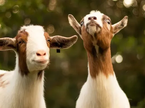 Kambing Goldie Jadi Saksi Tenang di Tengah Kebakaran Colorado