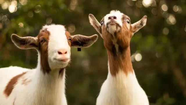 Kambing-Goldie-Jadi-Saksi-Tenang-di-Tengah-Kebakaran-Colorado