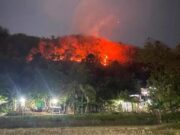 Kebakaran Hutan Landa Perbukitan Bantul dan Gunungkidul, 10 Hektare Terbakar