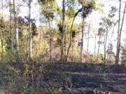 Kebakaran Hutan dan Lahan Meluas di Empat Daerah Jatim Akibat Kemarau