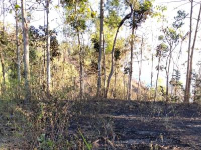 Kebakaran Hutan dan Lahan Meluas di Empat Daerah Jatim Akibat Kemarau