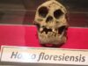 Kemampuan Homo Floresiensis Ternyata Tak Sehebat Dugaan