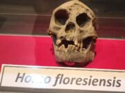 Kemampuan Homo Floresiensis Ternyata Tak Sehebat Dugaan