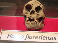 Kemampuan Homo Floresiensis Ternyata Tak Sehebat Dugaan