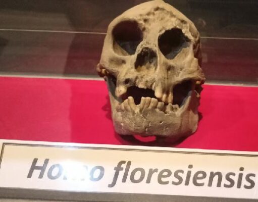Kemampuan Homo Floresiensis Ternyata Tak Sehebat Dugaan