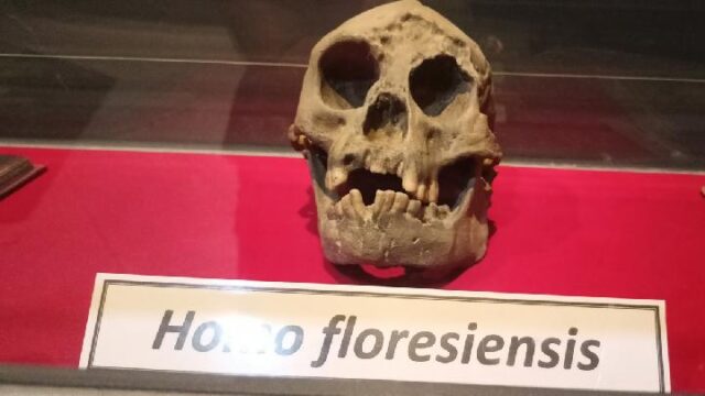 Kemampuan-Homo-Floresiensis-Ternyata-Tak-Sehebat-Dugaan