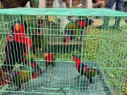 Kemenhut Sita 22 Satwa Liar dan Empat Awetan Cenderawasih di Bogor
