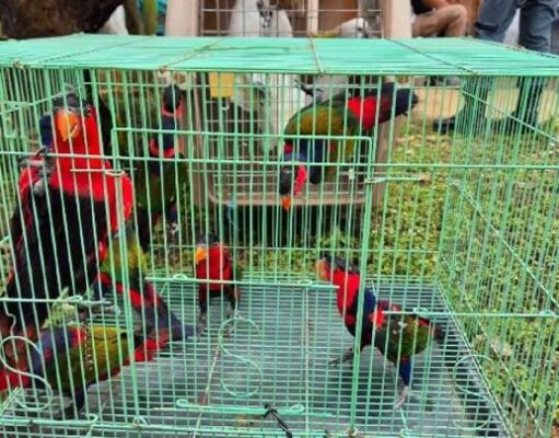Kemenhut Sita 22 Satwa Liar dan Empat Awetan Cenderawasih di Bogor