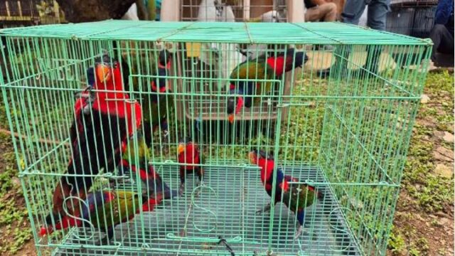 Kemenhut-Sita-22-Satwa-Liar-dan-Empat-Awetan-Cenderawasih-di-Bogor