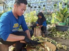 Mahasiswa Pariwisata Ubah Kulit Pisang Jadi Kue Premium di Karanganyar