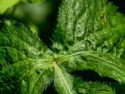 Menangkal Kepunahan Ginseng Jawa Melalui Pemuliaan Genetik