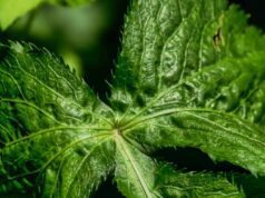 Menangkal Kepunahan Ginseng Jawa Melalui Pemuliaan Genetik