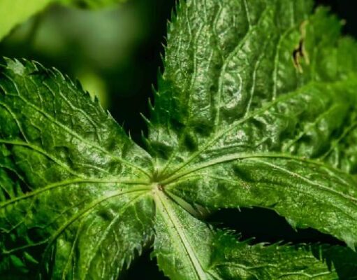 Menangkal Kepunahan Ginseng Jawa Melalui Pemuliaan Genetik