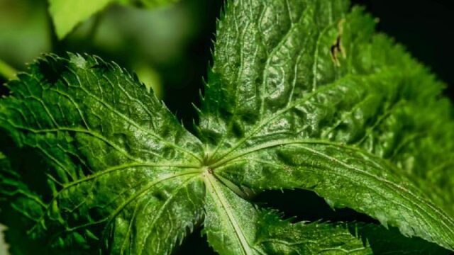 Menangkal-Kepunahan-Ginseng-Jawa-Melalui-Pemuliaan-Genetik
