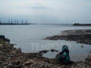 Mikroplastik Ancam Ikan Paling Parah Saat Musim Kawin
