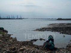 Mikroplastik Ancam Ikan Paling Parah Saat Musim Kawin