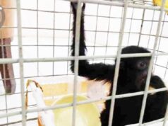 Modus Baru Perdagangan Siamang Lewat Jasa Pengiriman Daring
