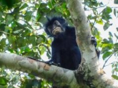 Monyet Baru dengan Bibir Oranye Ditemukan di Hutan Kongo
