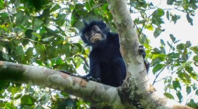 Monyet Baru dengan Bibir Oranye Ditemukan di Hutan Kongo