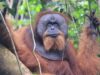 Populasi Orangutan Sumatera Merosot Hampir 20 Persen dalam Sebelas Tahun