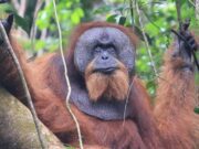 Populasi Orangutan Sumatera Merosot Hampir 20 Persen dalam Sebelas Tahun